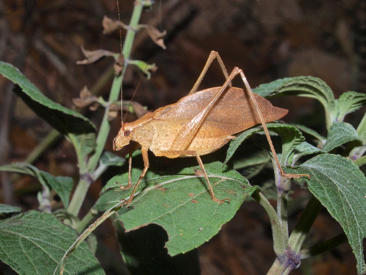 Saltamontes, Esperanzas, Grillos (Orthoptera) De Costa Rica ...