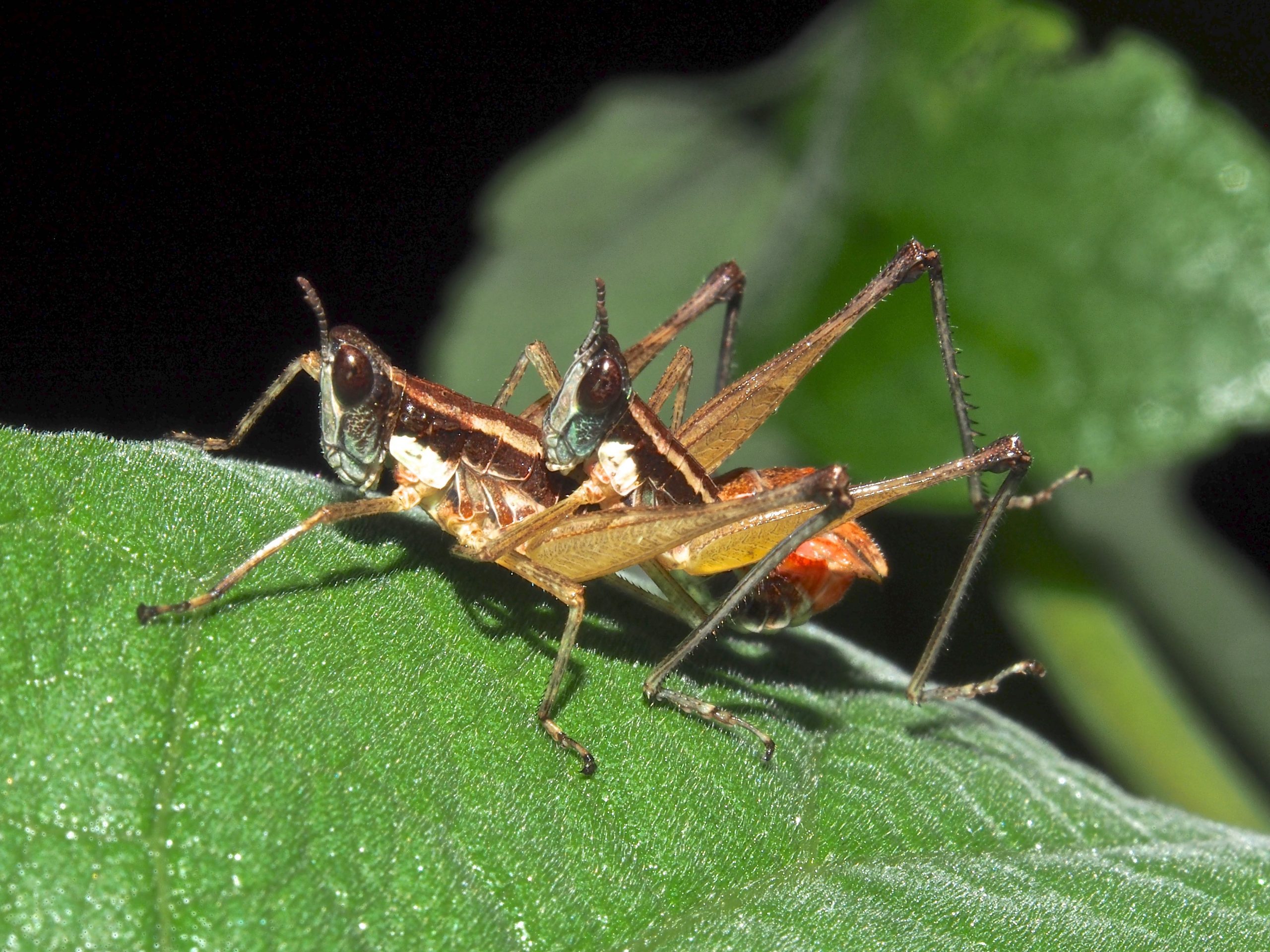 Saltamontes, Esperanzas, Grillos (Orthoptera) De Costa Rica ...