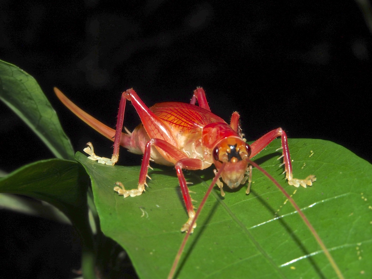 Saltamontes, Esperanzas, Grillos (Orthoptera) De Costa Rica ...