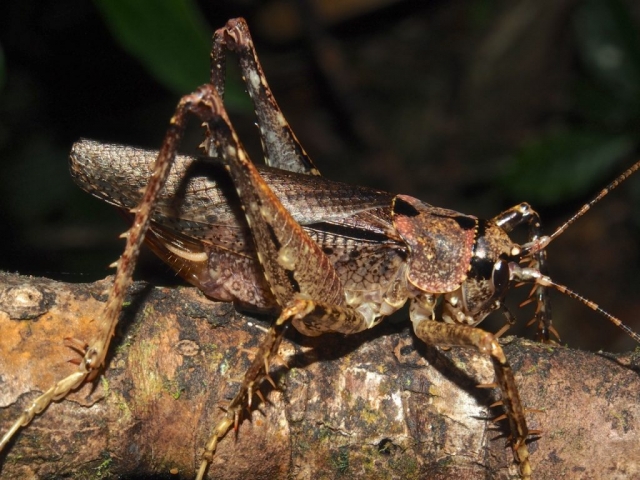 Saltamontes, Esperanzas, Grillos (Orthoptera) De Costa Rica ...