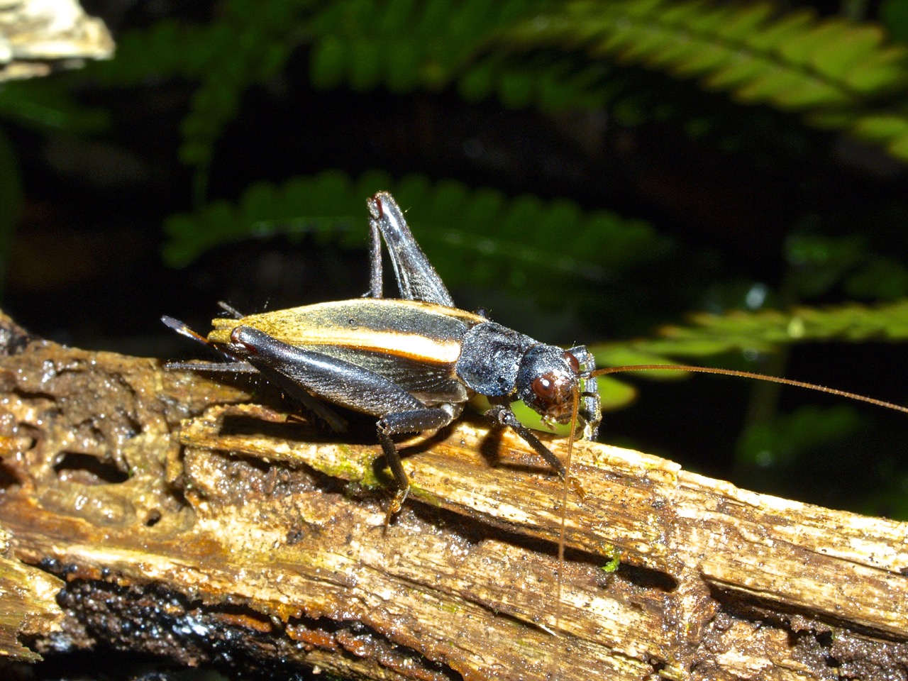 Saltamontes, Esperanzas, Grillos (Orthoptera) De Costa Rica ...