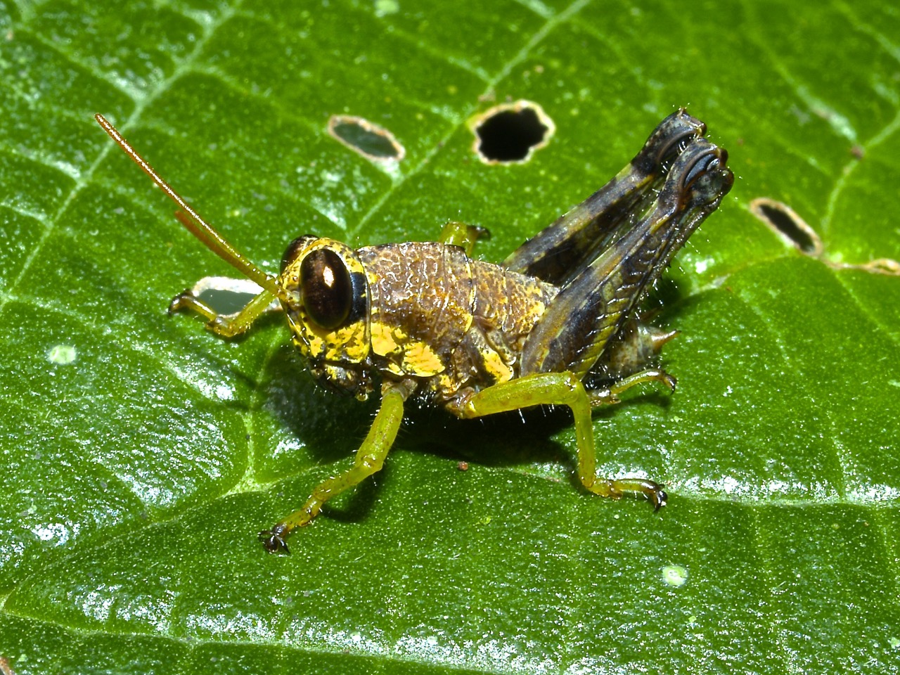 Saltamontes, Esperanzas, Grillos (Orthoptera) De Costa Rica ...