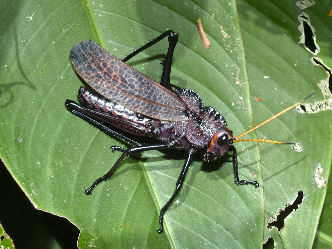 Saltamontes, Esperanzas, Grillos (Orthoptera) De Costa Rica ...