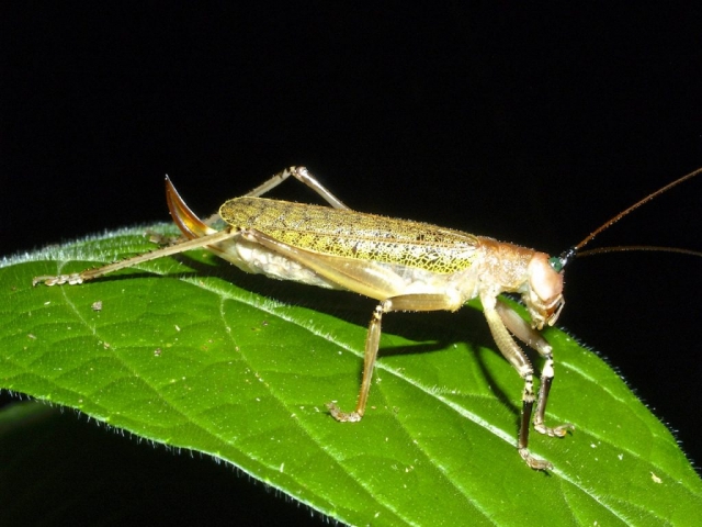 Saltamontes, Esperanzas, Grillos (Orthoptera) De Costa Rica ...