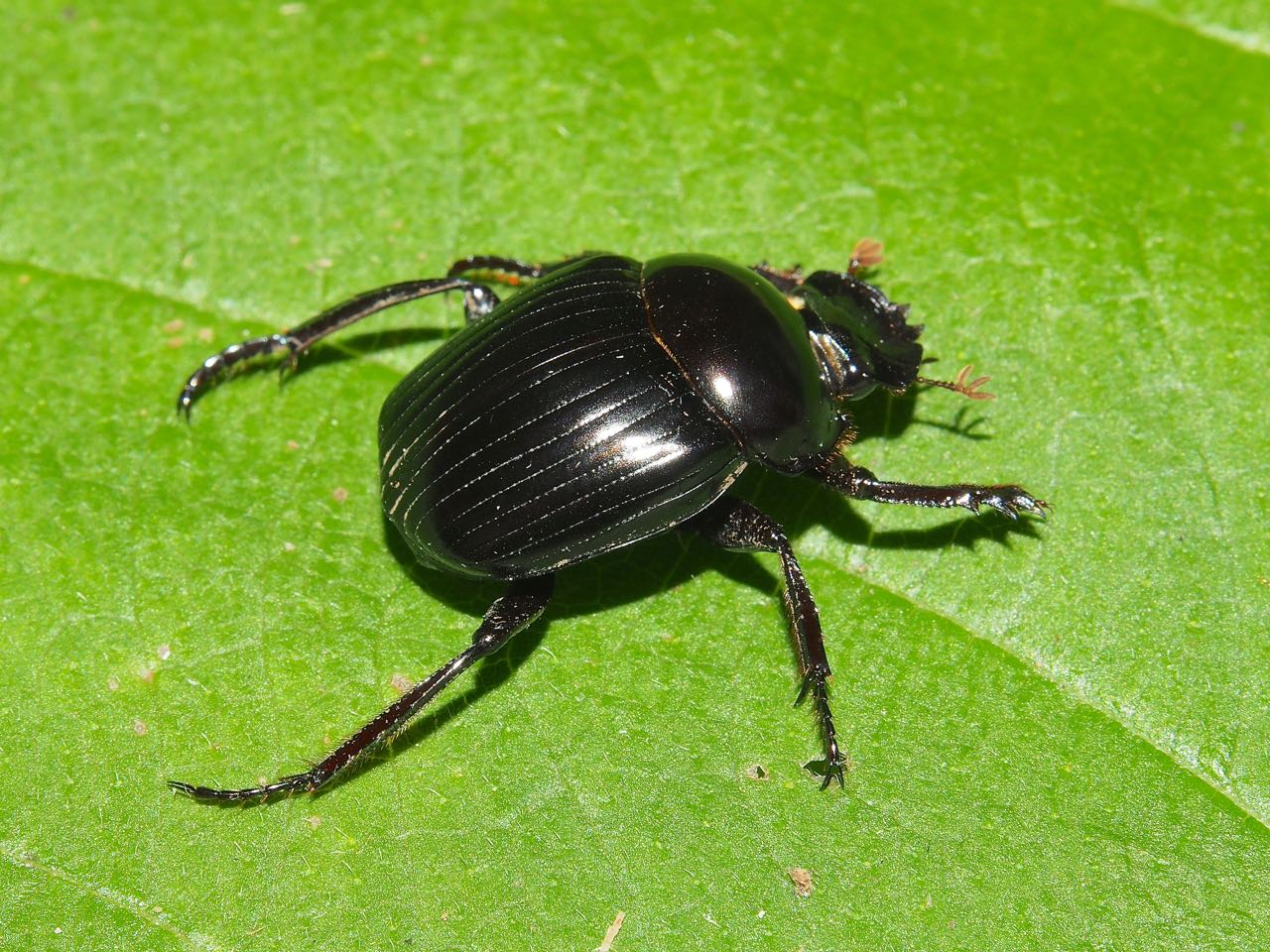 Galería de Scarabaeinae Identificación y monitoreo de insectos