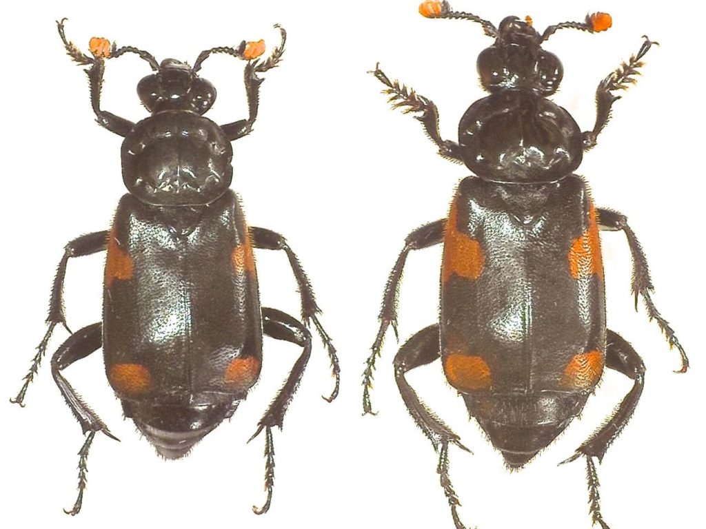 Nicrophorus quadrimaculatus Identificación y monitoreo de insectos