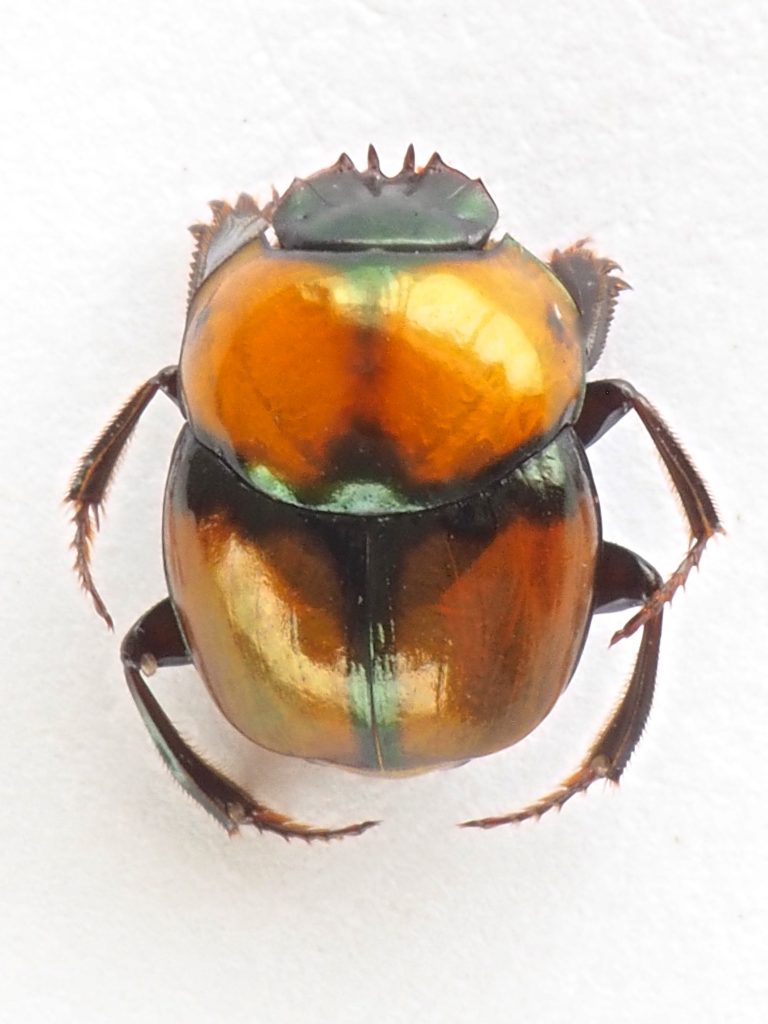 Forense archivos - Identificación y monitoreo de insectos