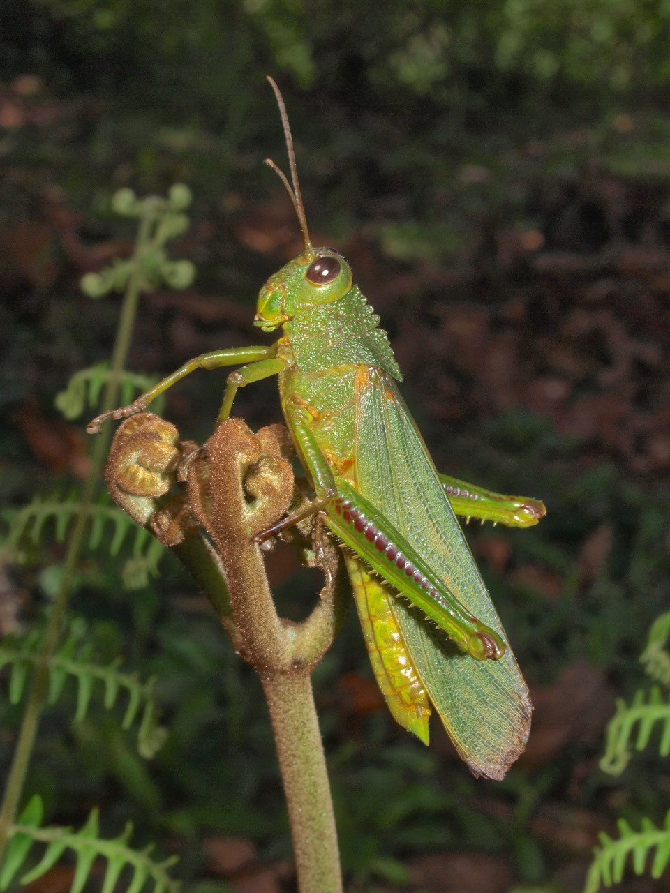 Saltamontes, Esperanzas, Grillos (Orthoptera) De Costa Rica ...