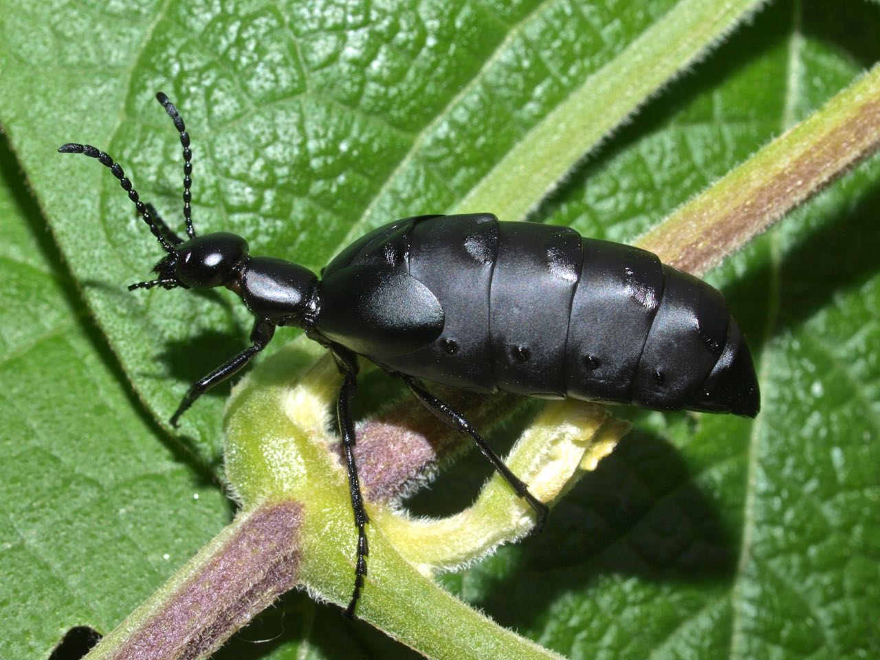 Galería de Meloidae - Identificación y monitoreo de insectos